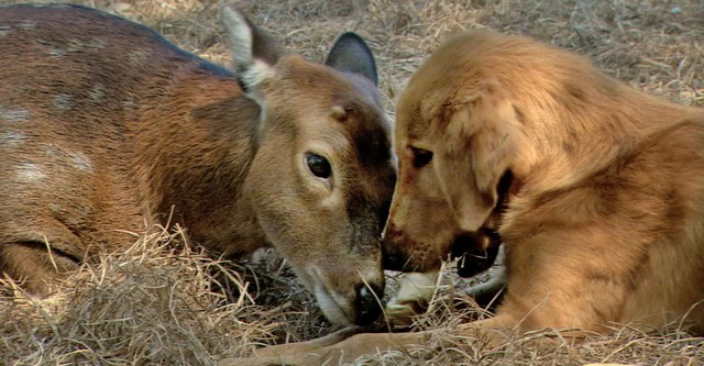 Animal Odd Couples