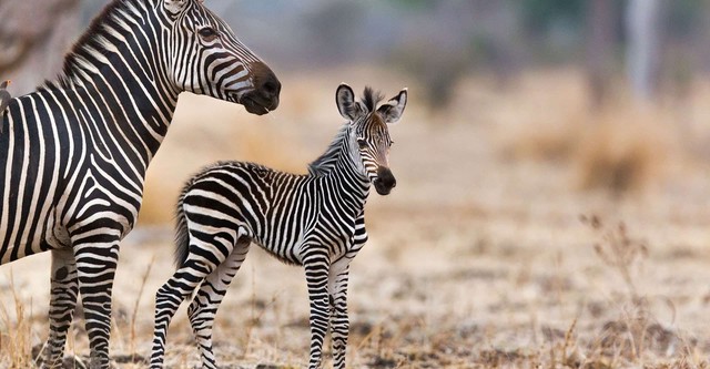 Tierkinder der Wildnis