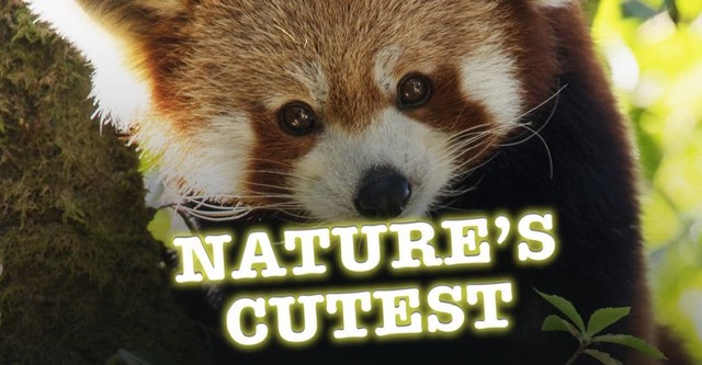 Nature's Cutest