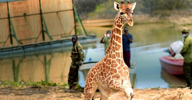 Saving Giraffes: The Long Journey Home