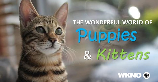 The Wonderful World of Puppies streaming online