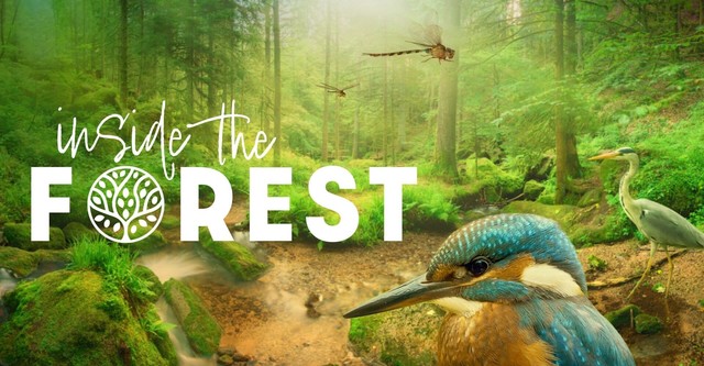 Vier Jahreszeiten - Ein Wald im Wandel