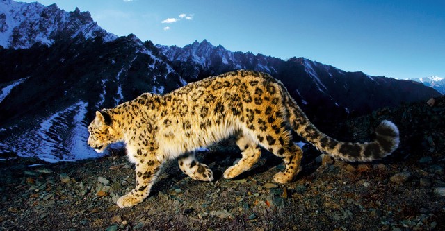 Wallpaper National Geographic Stream Geographic Animals Nat Geo