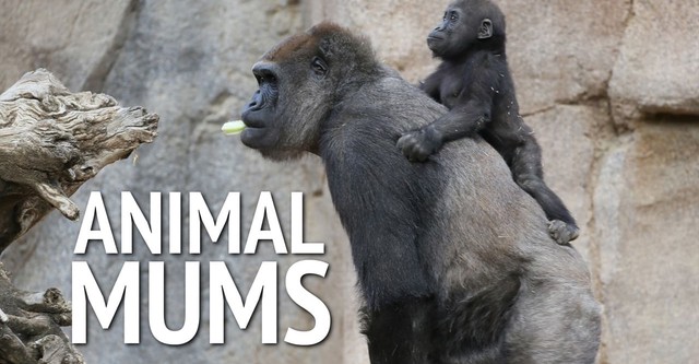 Animal Mums