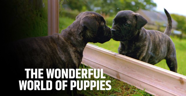 The Wonderful World of Puppies