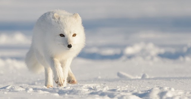 Strange Creatures of the Arctic