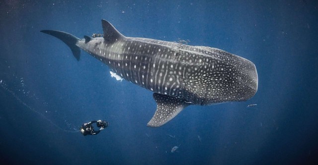 Au plus près des requins