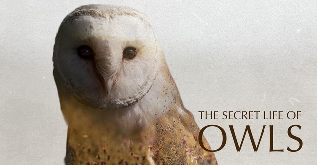 The Secret Life of Owls