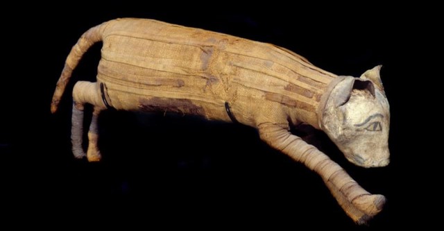 The Mysterious Mummified Dogs of Ancient Egypt - streaming