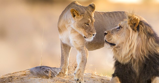 Lion Dynasty