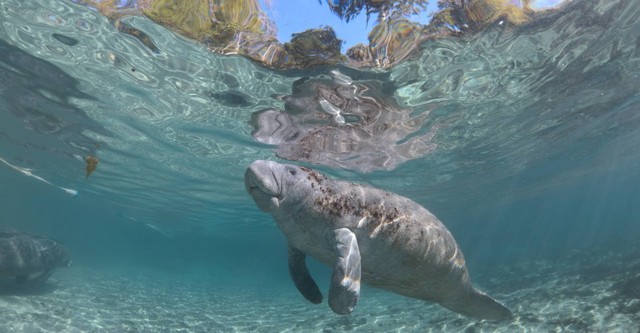 Hamilton's Journey: Manatees in a New Light