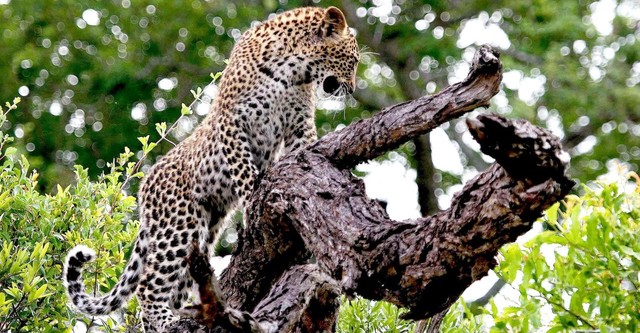 Die Magie des Leoparden