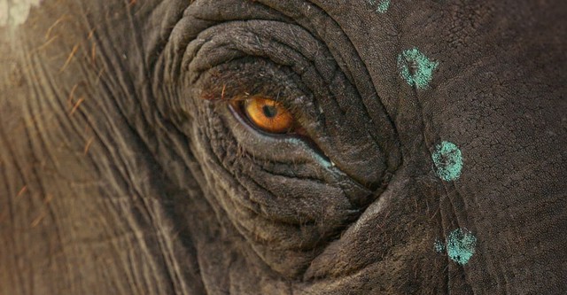 Raghu, il piccolo elefante