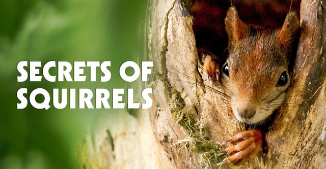 Ecureuils, les acrobates de la forêt