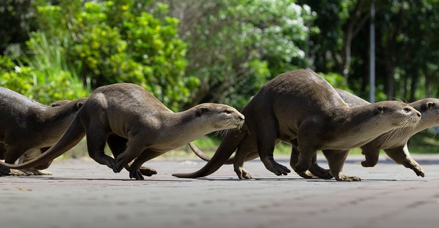 Uptown Otters