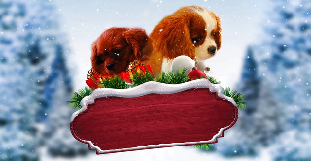 Project: Puppies for Christmas