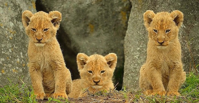 Cuccioli nella natura