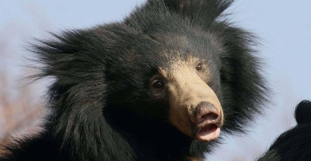 Sloth Bears: Birth of a Prince