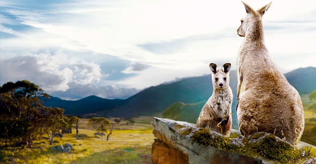 En el valle de los canguros