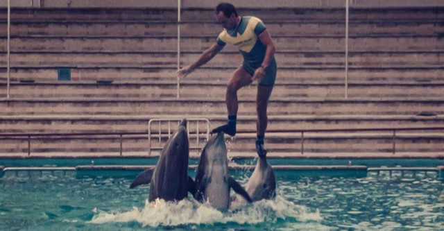Mi történt a delfinkirállyal?