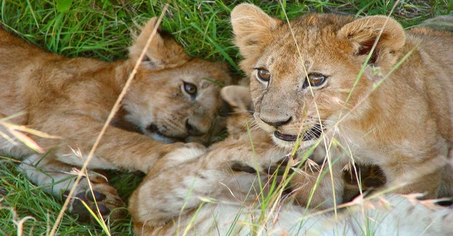 Safari Vet School