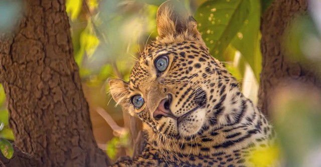 Olimba, Königin der Leoparden