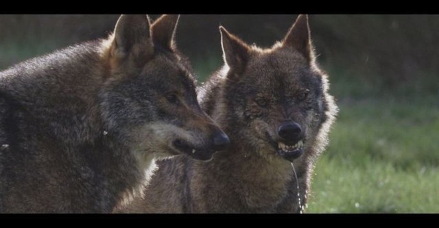 The Wild Heart of Spain