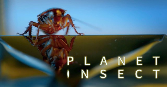 Planet Insect