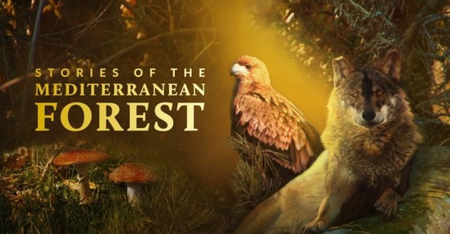 Stories of the Mediterranean Forest