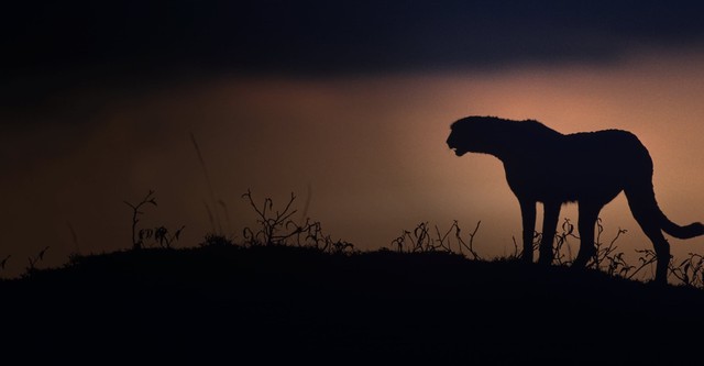 Kalahari, l'autre loi de la jungle