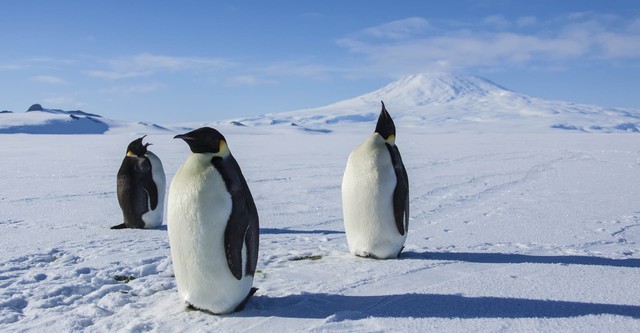 Antarctica - Une année sur la glace