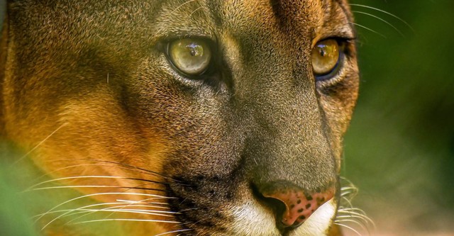 Wild Perú: el campo de Batalla de los Andes