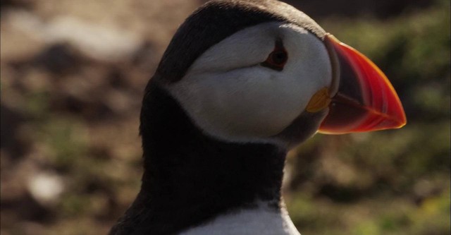 Puffin Patrol