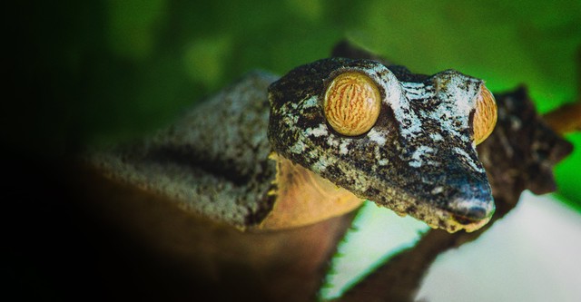 Madagascar: Natureza Extraordinária