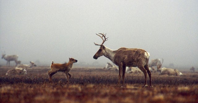 Being Caribou