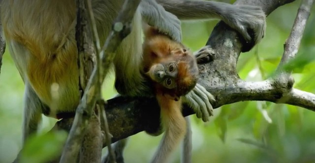 Forgotten Forests of Malaysia