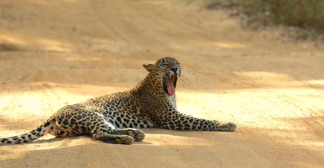 Sri Lanka: Leopard Dynasty