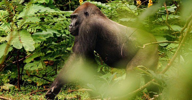 Gorillas Close Up