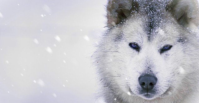 Ice Dogs: The Only Companions Worth Having