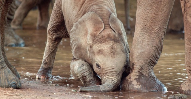 Once Upon a Time in Tsavo