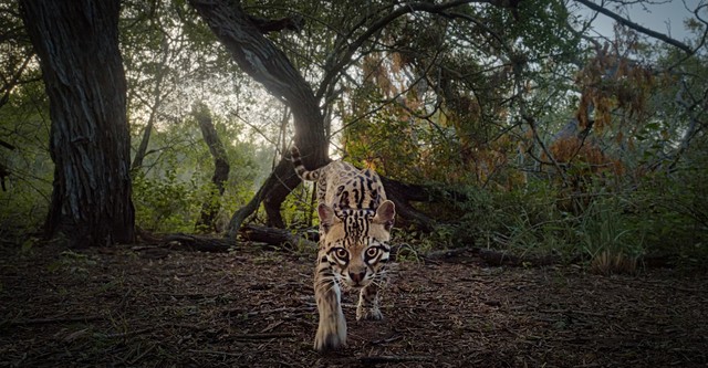 En lo profundo del corazón (Deep in the Heart: A Texas Wildlife Story)