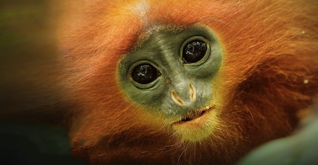 Kinabatangan, le fleuve prodigue de Bornéo