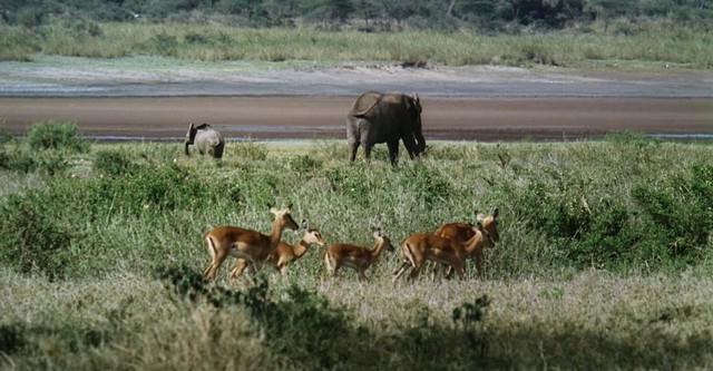 African Bambi - Die wahre 'Bambi Story'