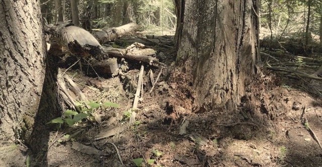 Cascade Bigfoot Blood Mystery II Chewelah Triangle