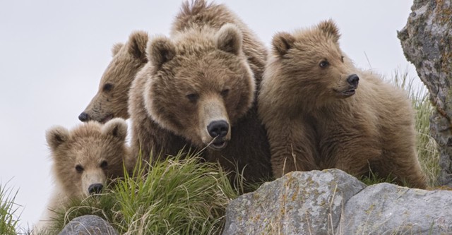 Terre des ours