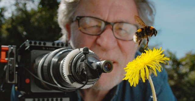 Mein Garten, reich an Bienen
