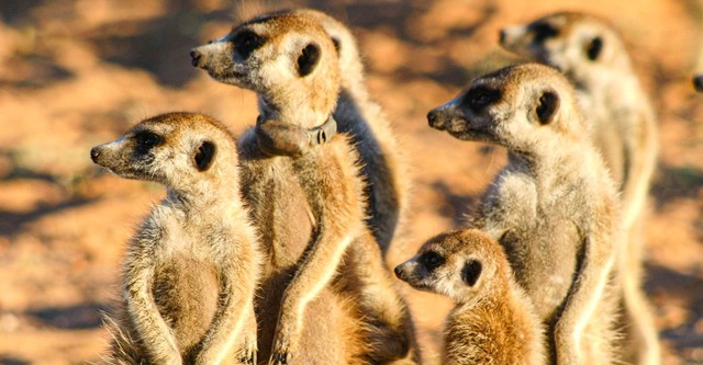 Meerkat Manor: The Story Begins