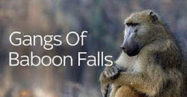 Gangs of Baboon falls