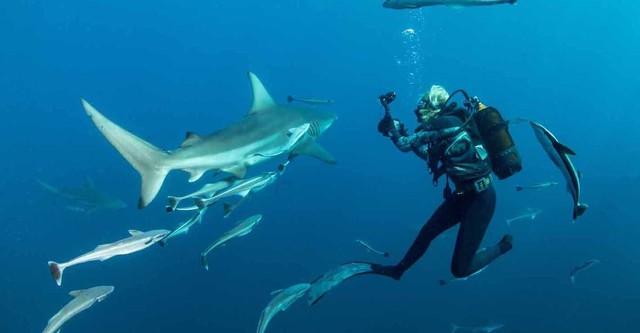Sharkwise