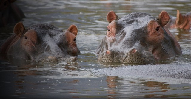 Hippo Supremacy